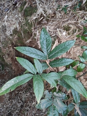 Callerya dielsiana
