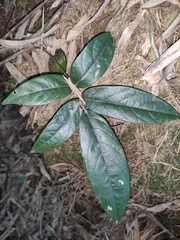 Callerya dielsiana