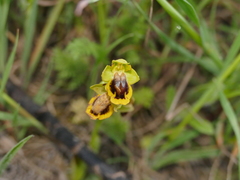 Ophrys lutea