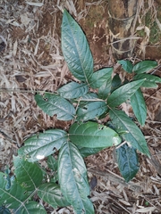 Callerya dielsiana