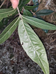 Callerya dielsiana