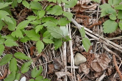 Anemonoides × pittonii