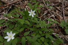 Anemonoides × pittonii