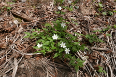 Anemonoides × pittonii