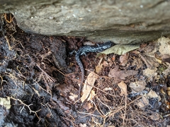 Plethodon glutinosus
