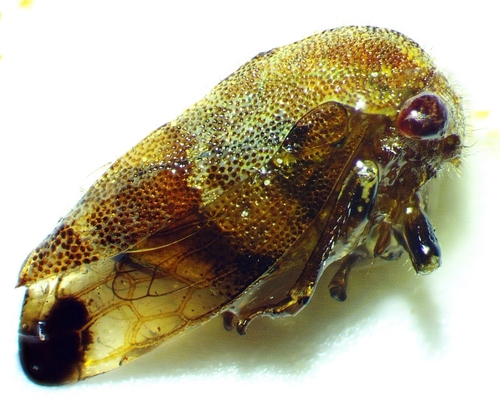 Ophiderma definita photo 3
