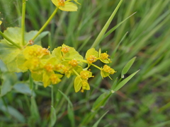Euphorbia serrata