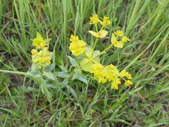 Euphorbia serrata