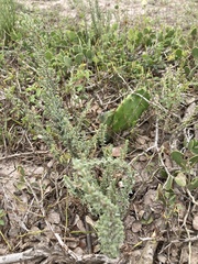 Atriplex matamorensis