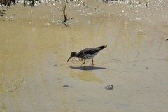 Actitis macularius