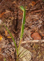 Pterostylis graminea
