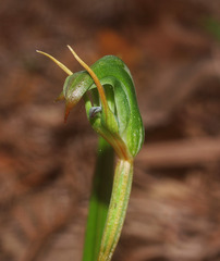 Pterostylis graminea