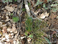 Leuzea conifera
