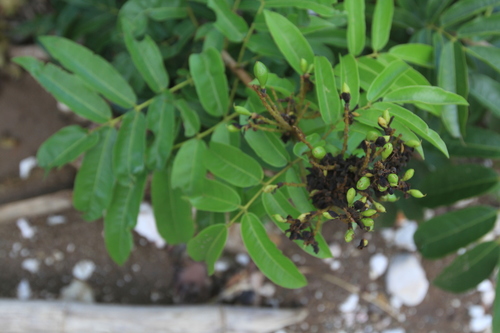 Image of Andira inermis by (c) Brian Oakes Haiti Hunter, some rights reserved (CC BY)