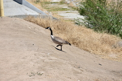 Branta canadensis