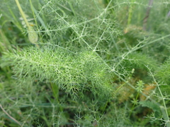 Foeniculum vulgare