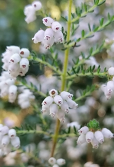 Erica scabriuscula