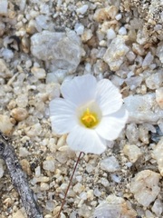 Linanthus bellus