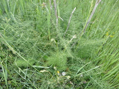 Foeniculum vulgare