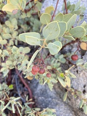 Arctostaphylos peninsularis