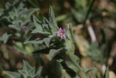 Epilobium campestre