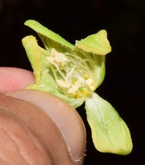 Manihot chlorosticta