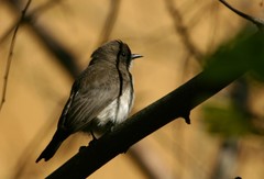 Prodotiscus regulus