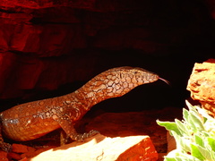 Varanus giganteus