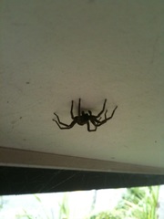 Uliodon albopunctatus