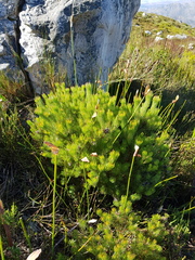 Spatalla setacea