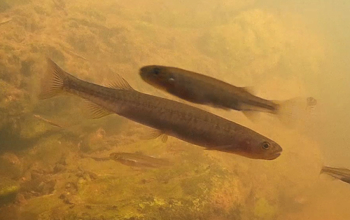 Galaxias ornatus