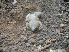 Gastrophryne elegans