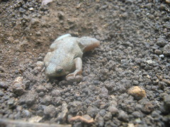 Gastrophryne elegans