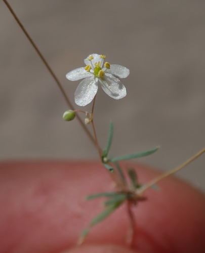 Hypertelis cerviana image