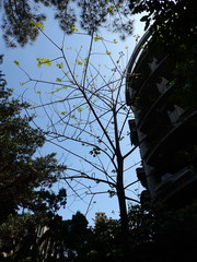 Cochlospermum religiosum