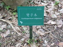 Cochlospermum religiosum