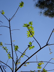 Cochlospermum religiosum