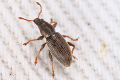 Polydrusus marginatus