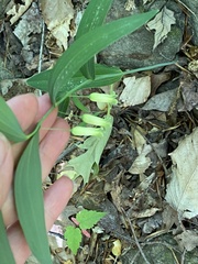Polygonatum biflorum biflorum