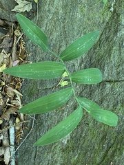 Polygonatum biflorum biflorum