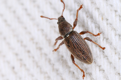 Polydrusus marginatus