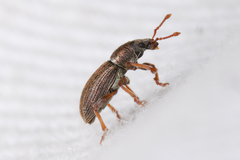 Polydrusus marginatus