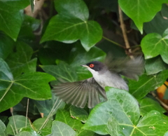 Curruca melanocephala