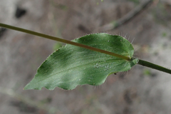 Panicum hirtum image