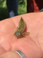 Anax longipes