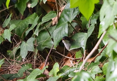 Curruca melanocephala