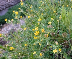 Medicago rigidula