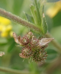 Medicago rigidula