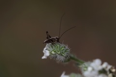 Decticita balli