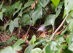 Curruca melanocephala